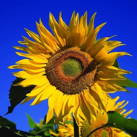 Fletcher Restaurant De Geulvallei Hotel Valkenburg aan de Geul