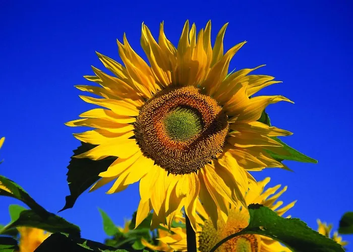 Fletcher Restaurant De Geulvallei Hotell Valkenburg aan de Geul